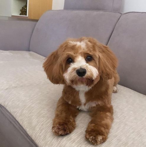 PURE BREED PUPPIES REGISTERED, ASSURED HAVANESE BREEDER