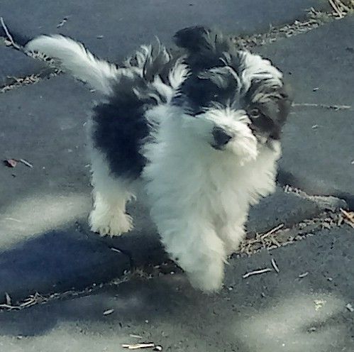 AKC male puppy, Jack