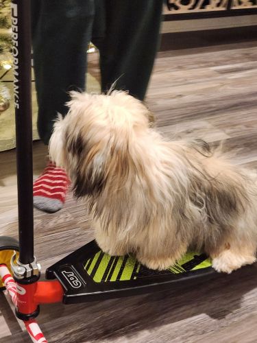 9 months old Havanese dog