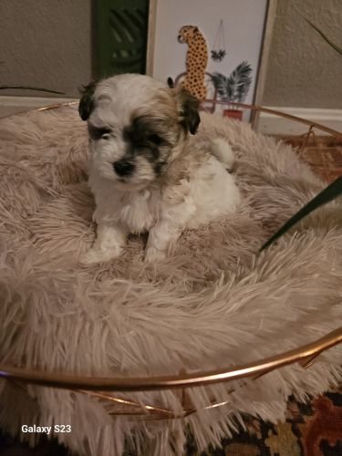 Purebred Havanese puppies