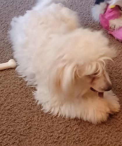 Havanese Puppies for sale in Tucson, AZ 85730, USA. price: $1,000