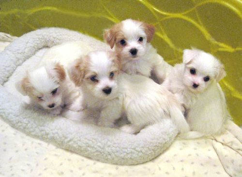 Havanese Puppies for sale in 58503 Rd 225, North Fork, CA 93643, USA. price: $600
