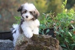 Havanese Puppies
