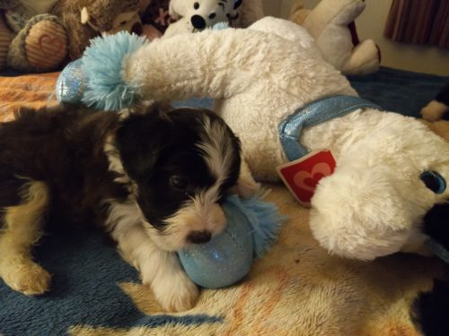 Cute Havanese Puppies