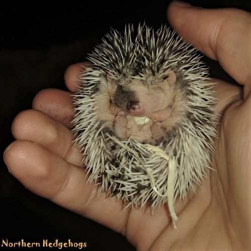 Hedgehog Animals for sale in Waterloo, ON, Canada. price: NA