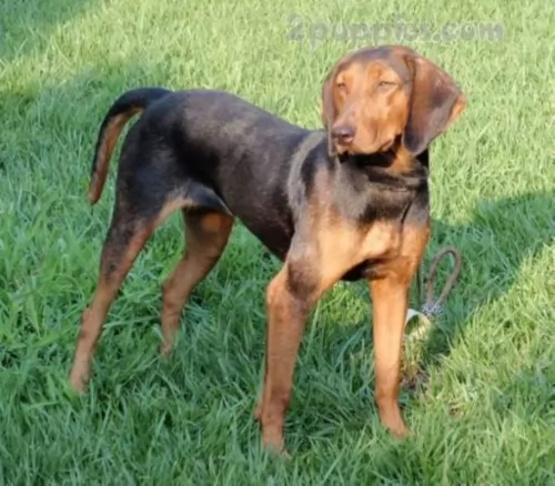 hellenic hound dog - characteristics