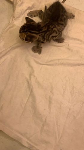 Goodluck charm polydactyl kittens