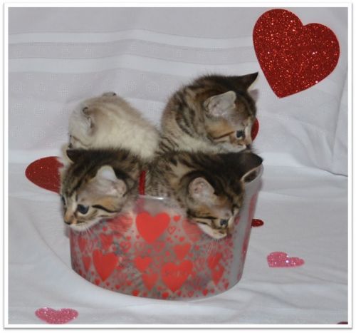 Highland lynx kittens