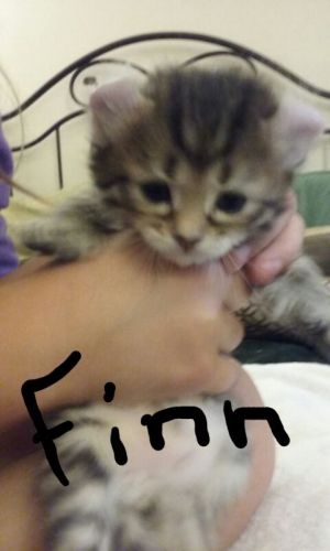 Highland Lynx Kittens REFR Studbook TICA Registered