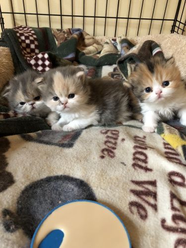 Himalayan Kittens