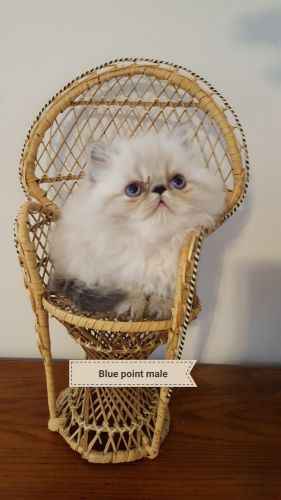 Himalayan Cats for sale in Charleston, SC, USA. price: NA