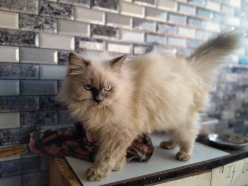 Persian cat 6 months