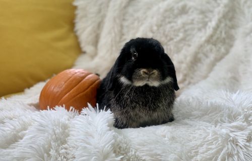 Purebred Holland Lop