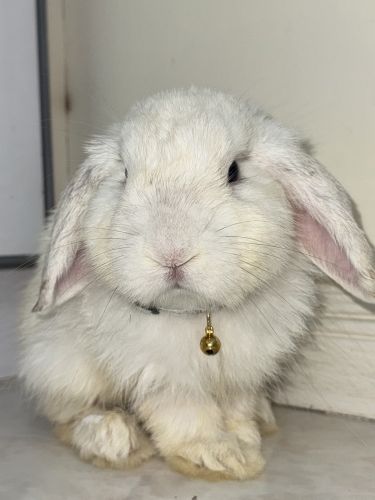 Holland Lop Rabbits for sale in Brunei. price: NA
