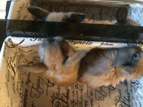 Holland Lop Bunnies