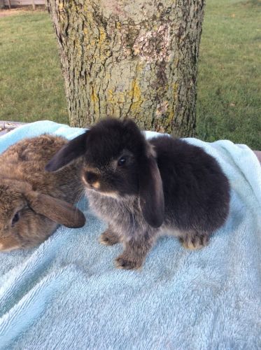 Holland Lop bunnies