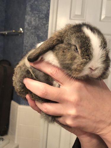 Holland lop bunnies