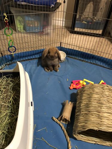 Holland Lop Rabbits for sale in Houston, TX 77042, USA. price: $250