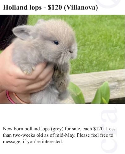 Cute newborn Holland lop rabbits for sale