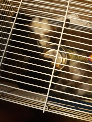 7 lop lion head bunnies