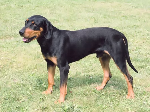 hungarian hound dog - characteristics