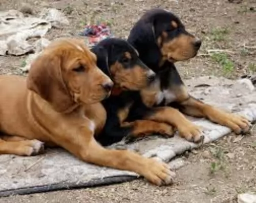 hungarian hound puppies - health problems