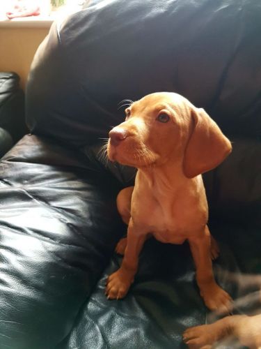 Beautiful Hungarian Vizsla Puppies