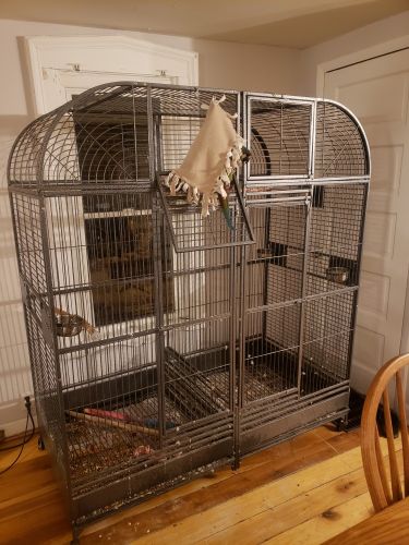 Amazing illigers macaw needs a great home