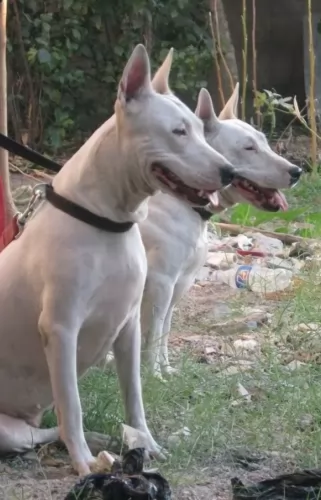 indian bull terrier dogs - caring
