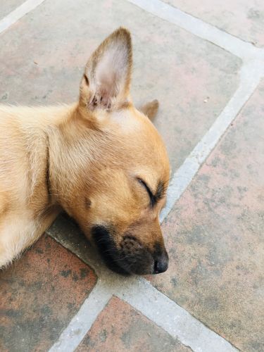 Inde breed Puppy for sale