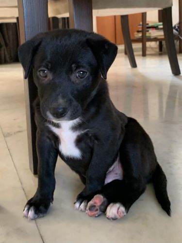 Indian Pariah Dog Puppies for sale in Parel East, Parel, Mumbai, Maharashtra, India. price: NA