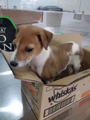 Adopt Tiny, the rescue pup