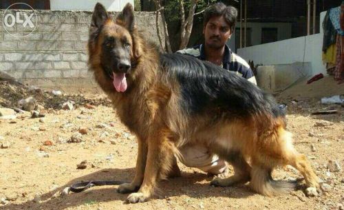 all types puppies avalable