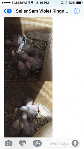 Violet Ringnecks and Others