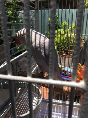 Female Lavender/Violet Ringnecks