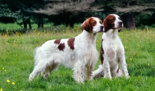 irish red and white setter dogs - caring