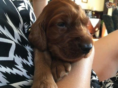Cute Irish Setter Pups Ready To Go