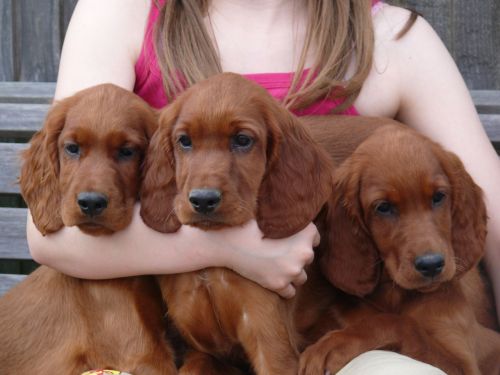 Irish Setter puppies.