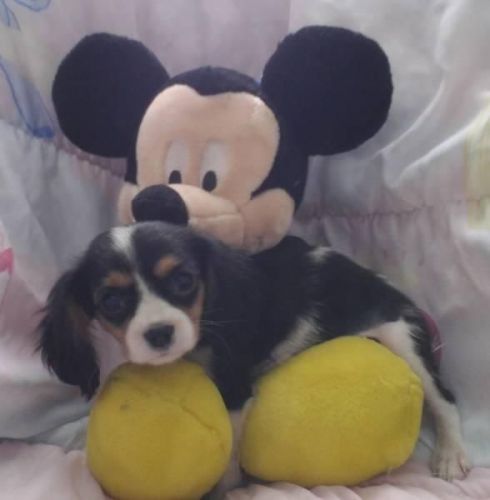 Irish Pedigree. Mini Female Cavalier King Chales