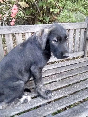 Irish Wolfhound mix puppies