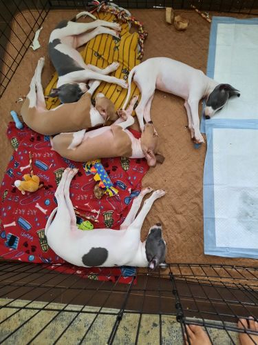 ].Italian Greyhound Puppies