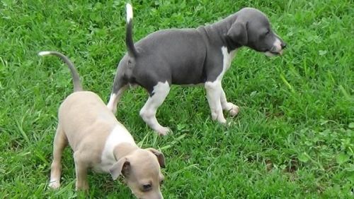 Italian Greyhound puppies