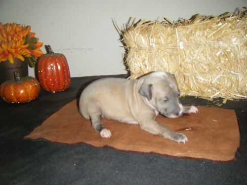 AKC ITALIAN GREHOUND PUPS