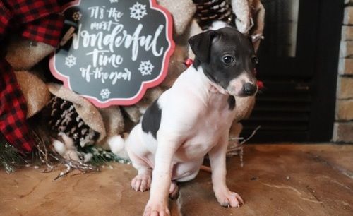 Beautiful Italian Greyhound Puppies