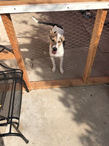 Jack Russell for sale