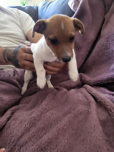 Jack Russell Terrier puppies