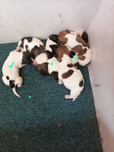 Jack Russell terrier puppies