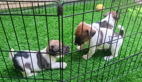 Jack Russell terrier puppies