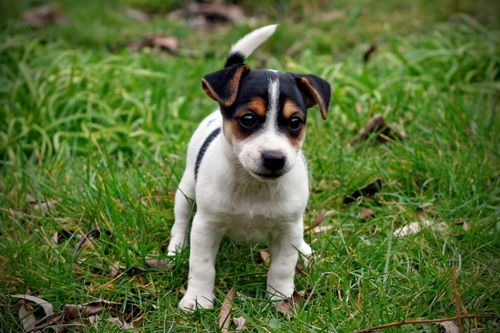 Top Jack Russel Terrier puppies
