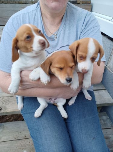 Jack Russel puppies